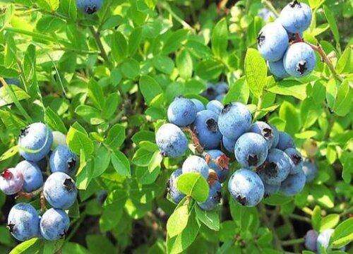蓝莓是哪里的特产